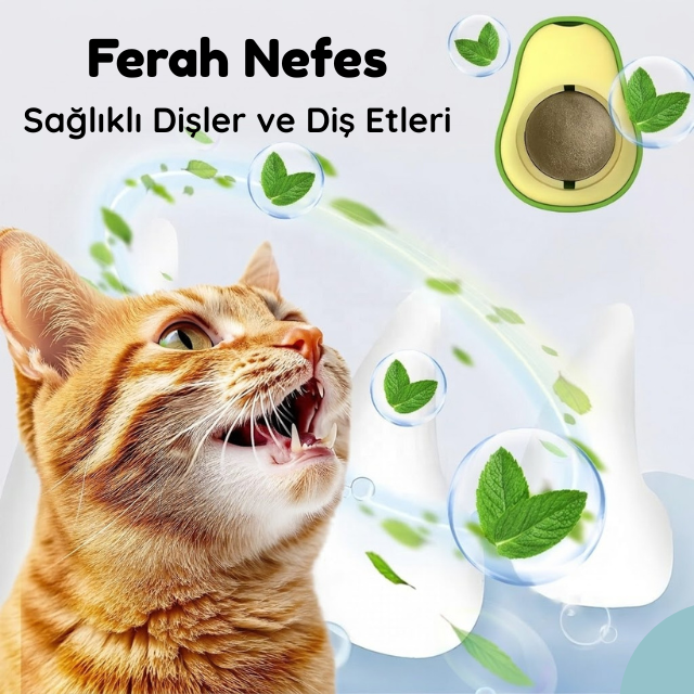 3'ü 1 Arada Avokado Kedi Terapisi Duvar Topu
