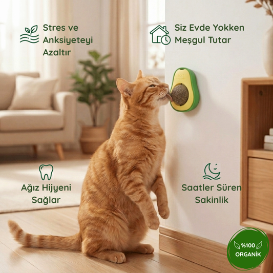 3'ü 1 Arada Avokado Kedi Terapisi Duvar Topu